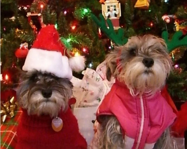 Festive Plush Pet Santa Hat With Cartoon Design Xmas Fun