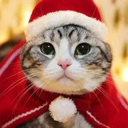 Festive Cat Cloak Scarf With Plush Santa Hat Holiday Fun