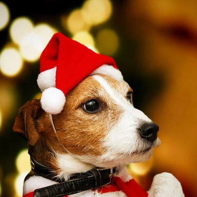 Festive Plush Pet Santa Hat With Cartoon Design Xmas Fun