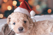 Festive Plush Pet Santa Hat With Cartoon Design Xmas Fun